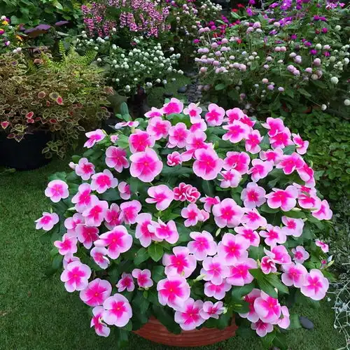 这几种花最喜欢冬天开花,是开花机器,冬天也有花看