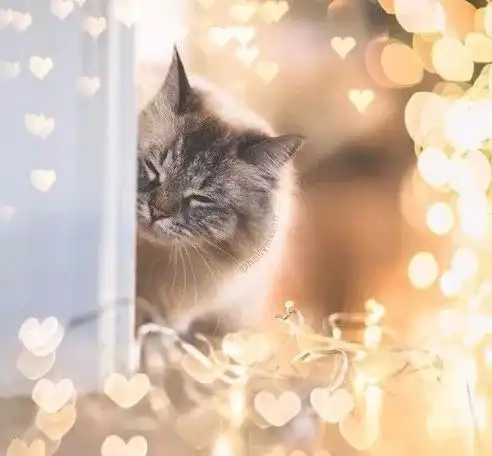 灯光与猫咪的一场完美结合
