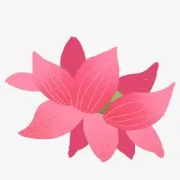 玫红色卡通手绘荷花图片素材其他格式下载动漫人物大全