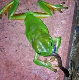 澳洲树蛙一反常态食毒蛇橙颈澳伊蛇