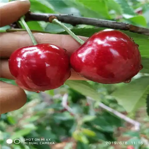 出售樱桃树苗出售樱桃树苗基地及价格-黄页88网