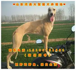 杜高犬裁耳高度是多少
