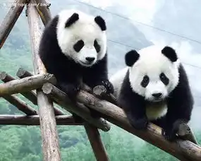 求大神把如下图片的头p到熊猫身上