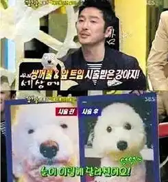 韩国整容新境界开始为宠物整容