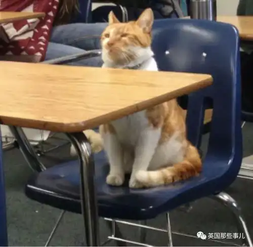 专门分享禁忌猫片的网红ins整个画风简直沙雕到中毒