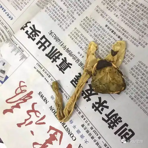 2个月没洗澡,狗狗肛门腺里挤出避孕套......