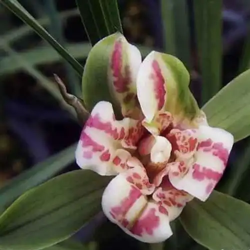 花都被你养死了,你知道是怎么死的吗