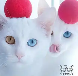 孪生白猫圈粉无数父母是一只白猫和一只黑白相间的花猫