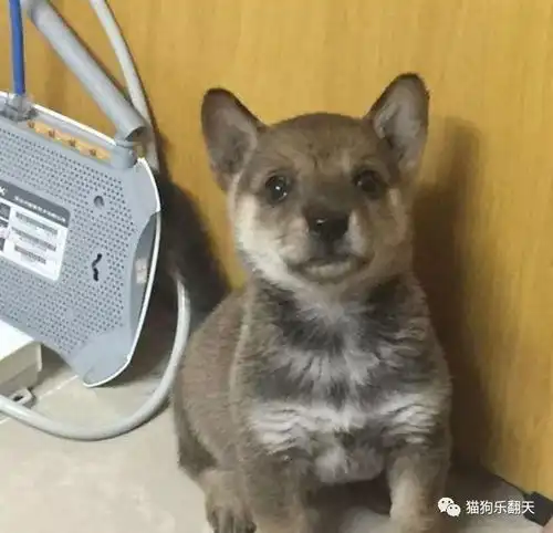 网友捡回一只小狗子,去宠物店打理一番后,朋友看了羡慕不已