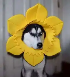 狗狗太热情,总是喜欢乱舔人怎么办