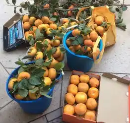 公柿子母柿子柿柿如意