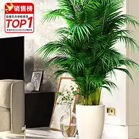 哪里买鲜花绿植便宜,性价比高的鲜花绿植推荐