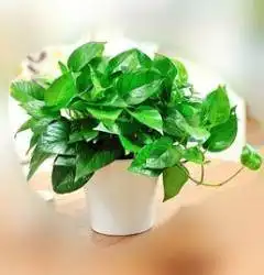 南京哪里能买到绿植盆栽
