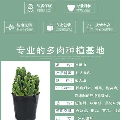 绿植多肉植物万重山办公室客厅防辐射吸甲醛仙人掌组合花卉盆栽
