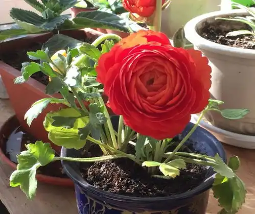 养盆假牡丹,比月季还鲜艳,花朵拳头大,一直开到夏天