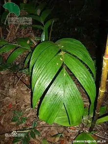 请问这棵植物叫什么