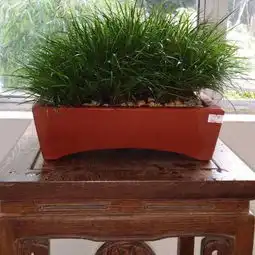 罕见国庆去看厦门菖蒲展
