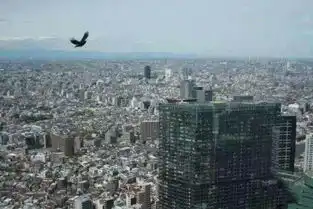 日本一道独特的风景线钟声当当响,乌鸦呱呱叫......