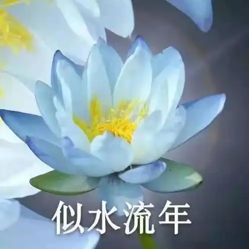 用起来超nice的一组头像