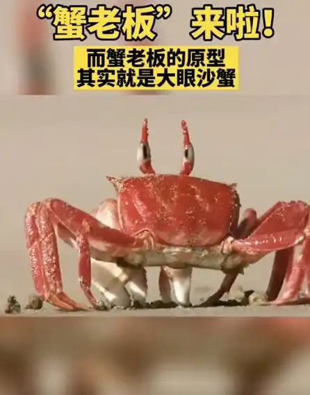 海绵宝宝蟹老板原形曝光,网友神反应那它抠吗