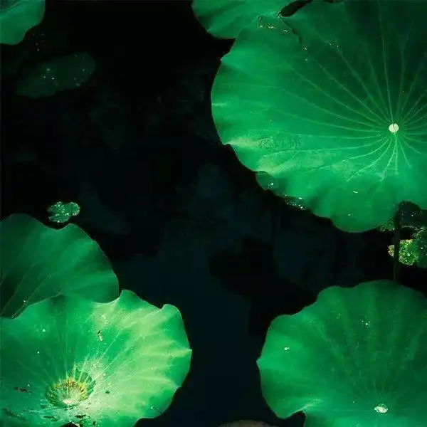 中老年头像大全2019最吉利的好看微信头像图片