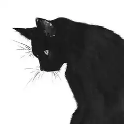 求这张清楚的黑猫头像
