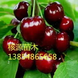 大樱桃树苗价格矮化大樱桃苗新品种果树苗中国制造网,泰安高新区核源苗木专业合作社