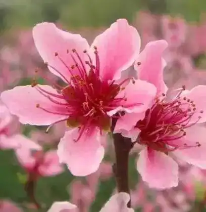 百亩桃花谷初春带你遨游漫山遍野桃花林,三生三世十里桃花美如画,99元有得玩有得食还有得拿,成人豪送清远走地鸡1只