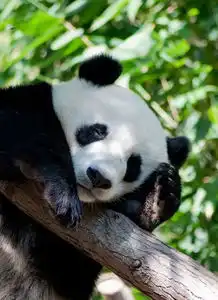 卖萌的睡相动物的睡眠姿势大盘点