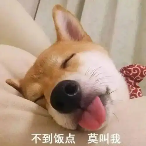 狗子的饭量越来越大,它也懂得贴秋膘