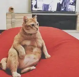 橘猫究竟可以胖到什么程度