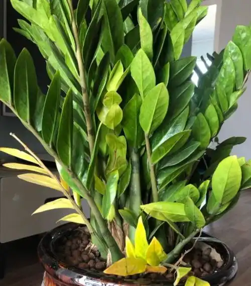 4种颜值高的漂亮花,招财集福气,养在家里寓意好