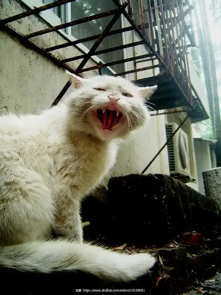 线上活动照片那些有大王气质的猫们