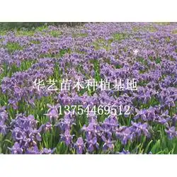 河北花卉苗木种植批发花卉苗木种植供应花卉苗木种植厂家网络114