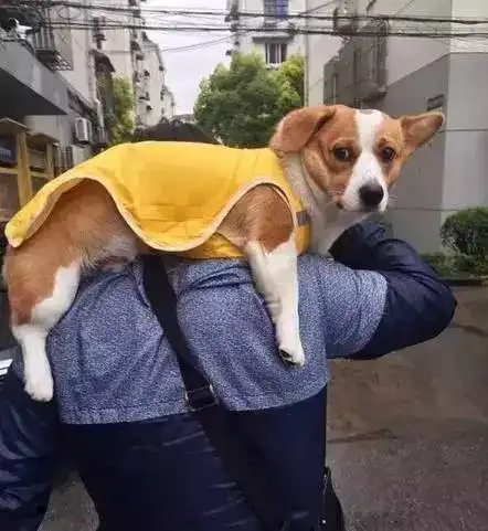 测试一个超长简介的文章