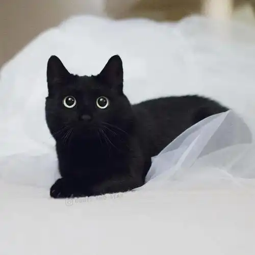 我怀疑黑猫是外星生物,并且找到证据