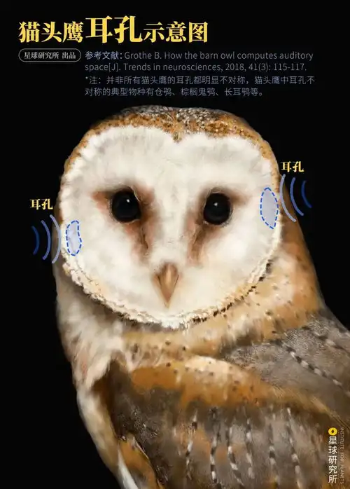 我,猫头鹰,猛禽