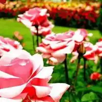 小蔷薇花图片大全大图漂亮的红色小蔷薇花图片