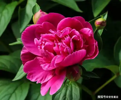 八月爱情运势,爱情旺盛大胆表白有贵人相助的4大星座