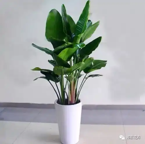 生活中常见的物品,养花可少不了它