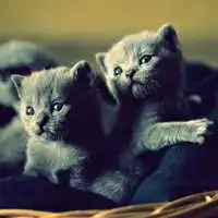 猫咪可爱又萌趣,微信猫咪头像微信头像图片大全
