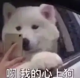 萨摩耶你的表哥是哈士奇吧,不然怎么能这么傻