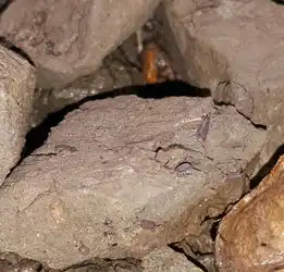 我盆栽有很多这虫很恶心,这是甚麽虫有害吗