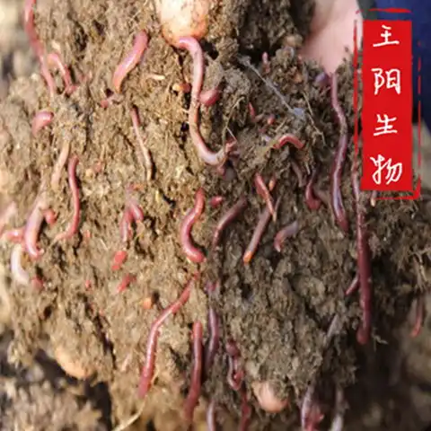 湖北高品质干牛粪哪家口碑好