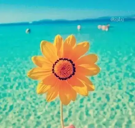 美丽的花朵快来赏花