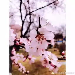十里桃花,万里春色,4月的呼和浩特颜值爆表还没赏花的快来戳图