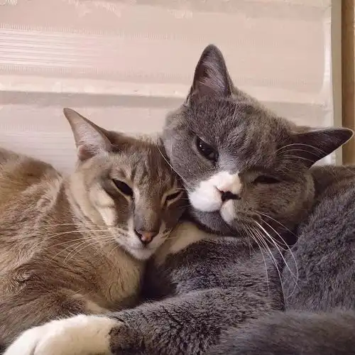 求助主人不在家,猫一直叫怎么办