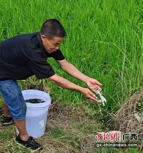广西隆林开启综合种养模式鱼鸭戏水禾稻间成风景