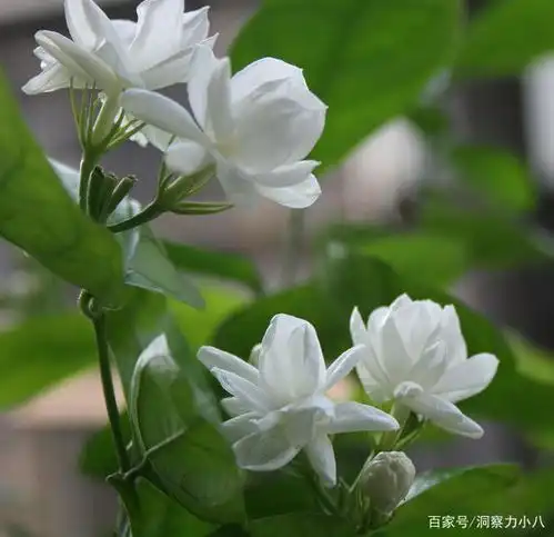 夏养茉莉有三忌,避开不黄叶,窜新芽冒花苞,开出层叠群花