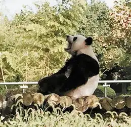 宁波俩明星熊猫昨天启程回老家卧龙相亲去了